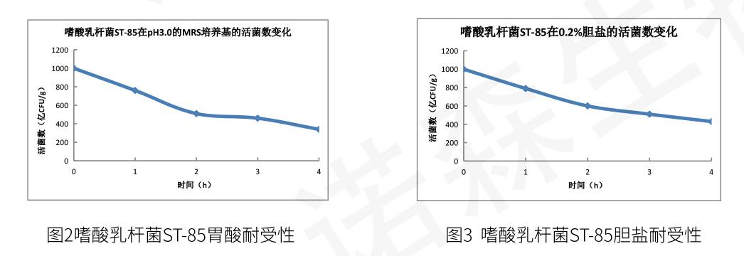 嗜酸乳桿菌